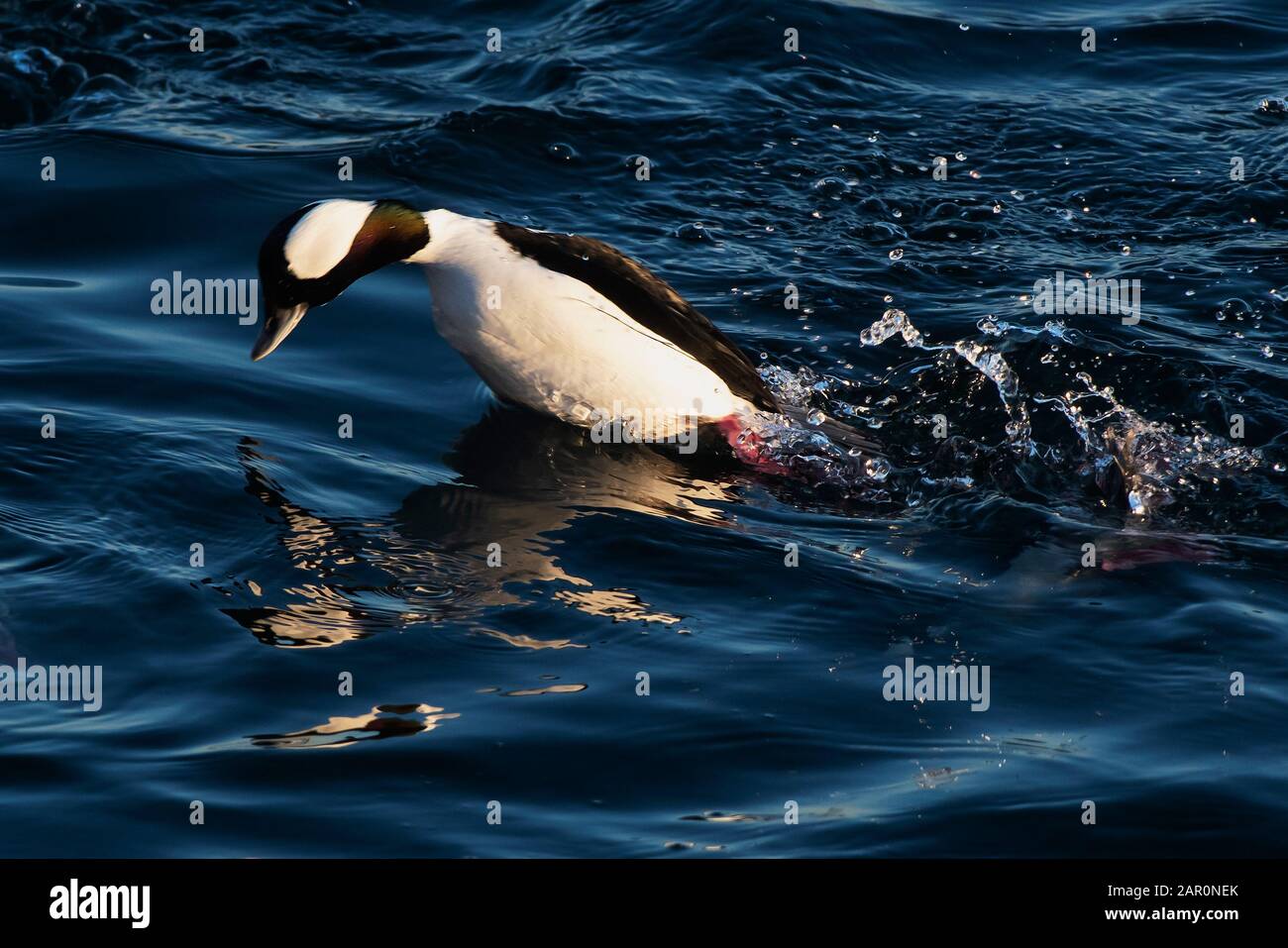 Drake bufflehead duck diving at Sheepshead bay Stock Photo