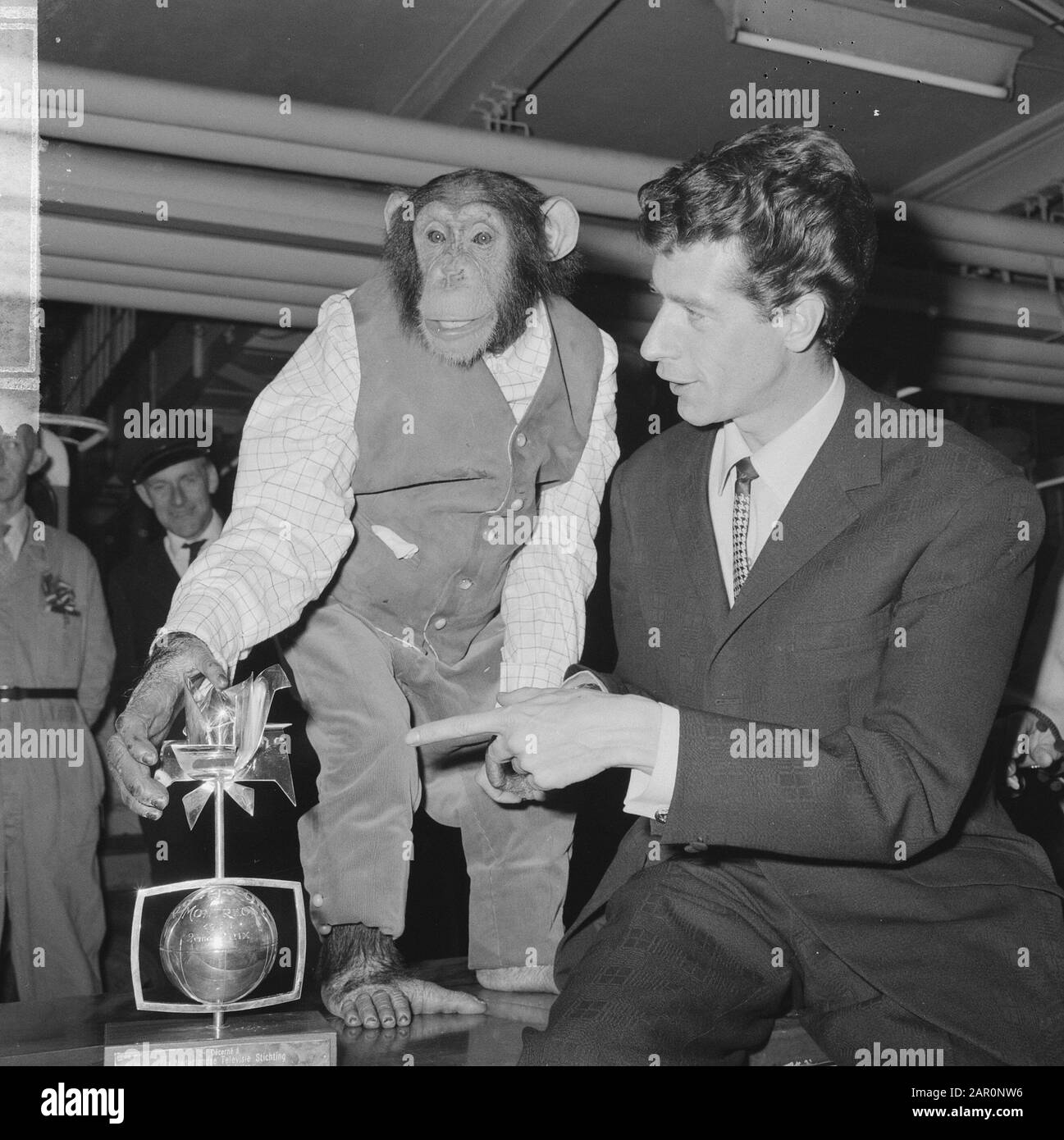 Rudi Carrell won the silver rose. Rudi Carrell with chimpanzee Plato playing in his show Date: 25 april 1964 Location: Noord-Holland, Schiphol Keywords: arrivals, chimpanzees Personal name: Carrell, Rudi, Chimpansee Plato Institution name: Silver Rose Stock Photo