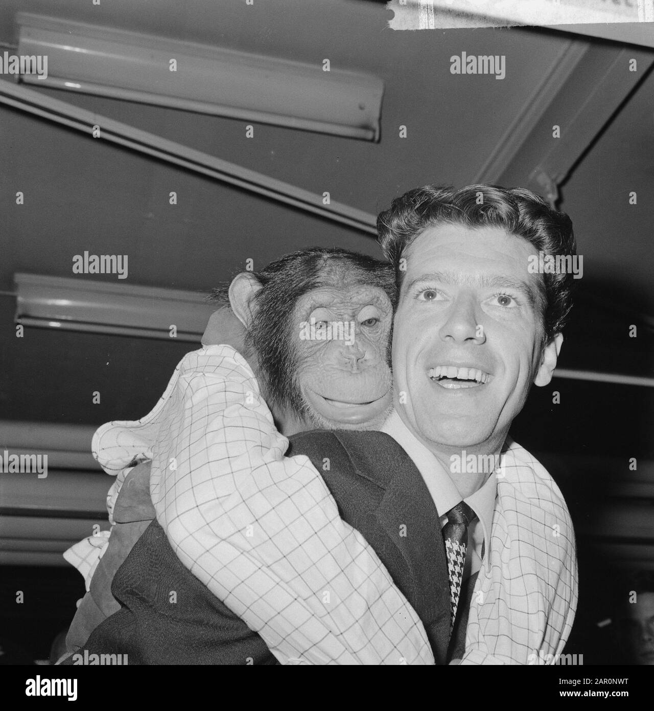 Rudi Carrell won the silver rose. Rudi Carrell with chimpanzee Plato playing in his show Date: 25 april 1964 Location: Noord-Holland, Schiphol Keywords: arrivals, chimpanzees Personal name: Carrell, Rudi Institutioningsname: Silver Rose Stock Photo