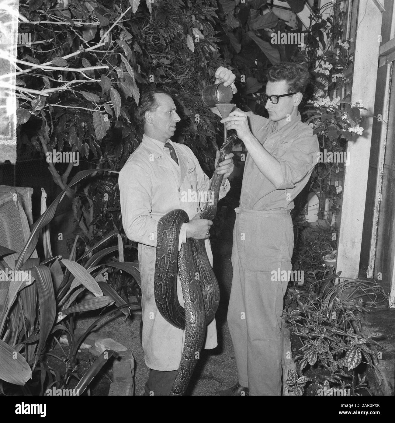 Snake feeding Black and White Stock Photos & Images - Alamy