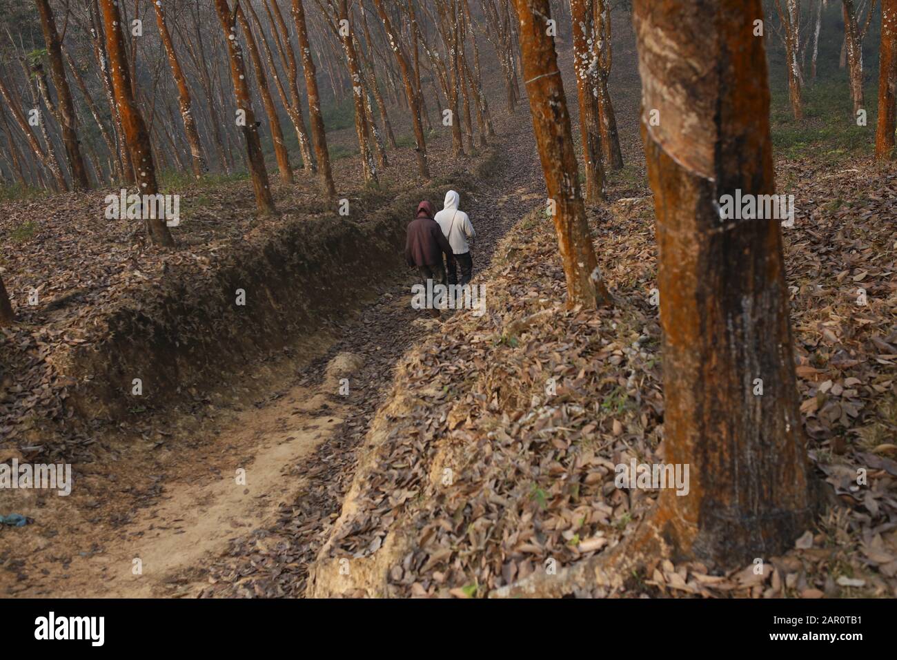 Sreemangal, Bangladesh. 25th Jan, 2020. A view of a rubber trees on a rubber plantation in Sreemangal. Credit: MD Mehedi Hasan/ZUMA Wire/Alamy Live News Stock Photo