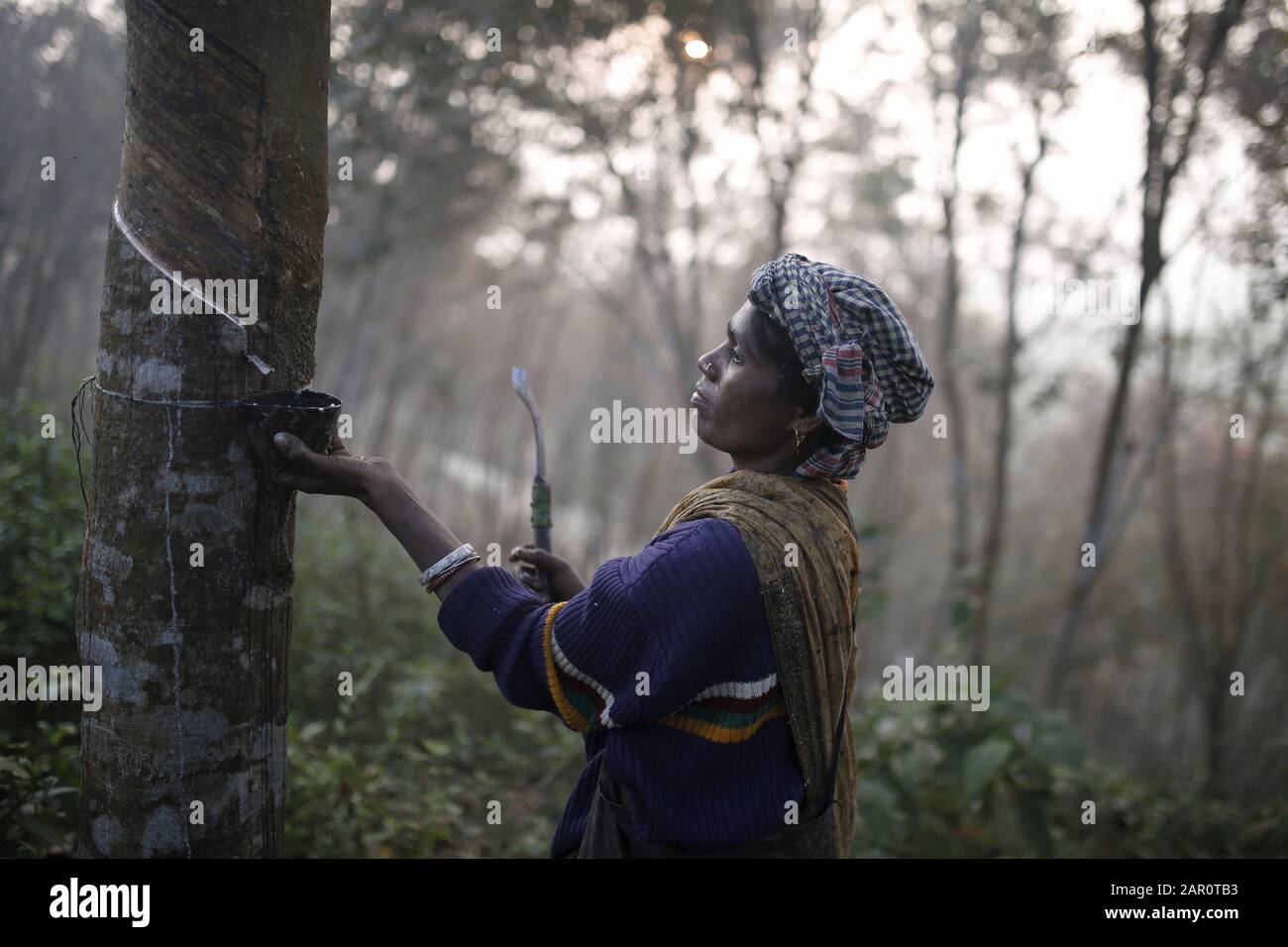 Sreemangal, Bangladesh. 25th Jan, 2020. A woman works on a rubber plantation in Sreemangal. Credit: MD Mehedi Hasan/ZUMA Wire/Alamy Live News Stock Photo