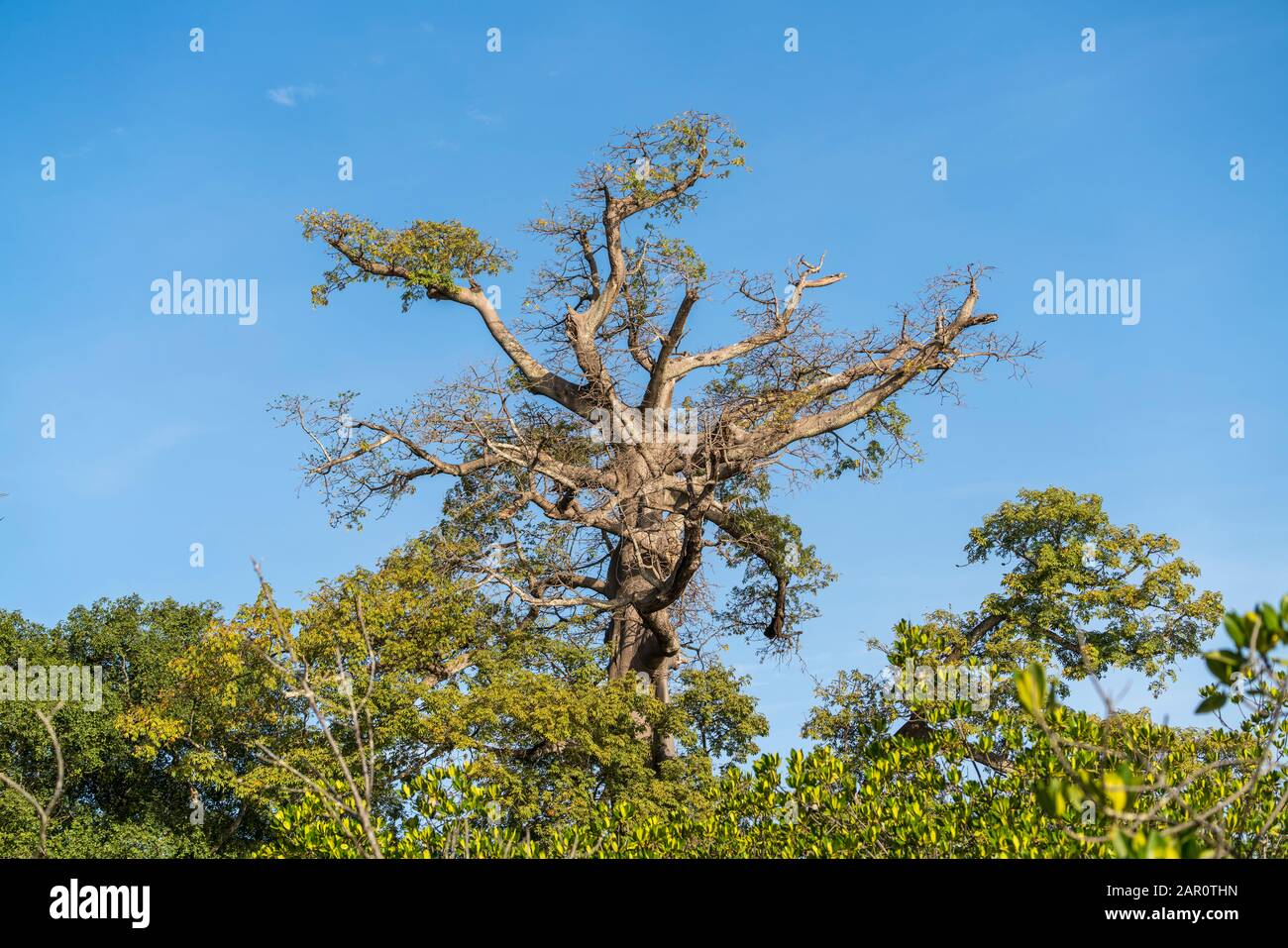 Kapokbaum, Bintang, Gambia, Westafrika Kapok tree, Bintang, Gambia, West Africa Stock Photo