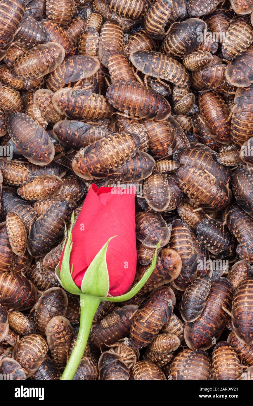 Cockroaches infestation hires stock photography and images Alamy