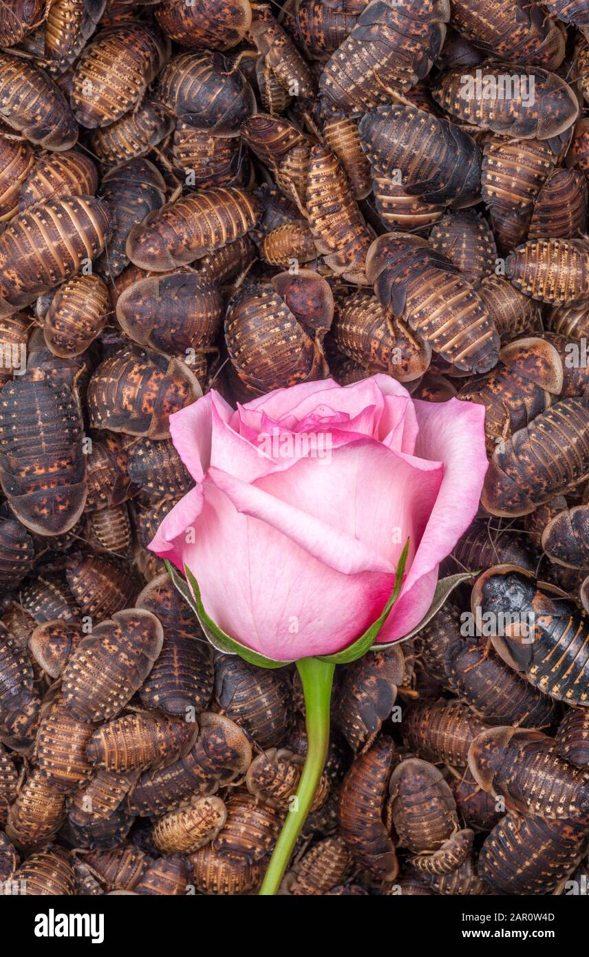 Single PINK ROSE surrounded by orange spotted roaches (Blaptica dubia). Stock Photo