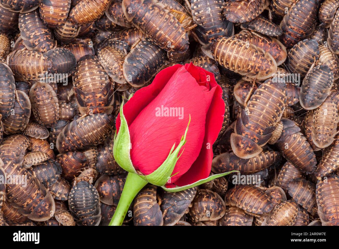 Single RED ROSE surrounded by orange spotted roaches (Blaptica dubia). Stock Photo