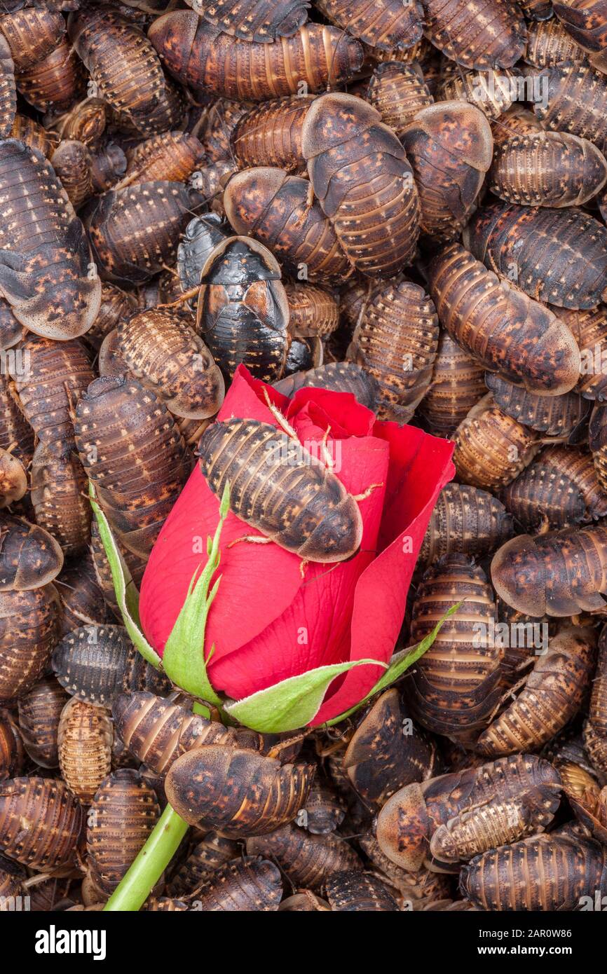 Cockroaches infestation hires stock photography and images Alamy