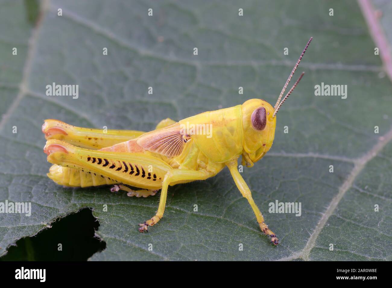 Diffrential Grasshopper (Melanoplus differentialis) Rare all yellow nymph. Powells Valley, Dauphin County, Pennsylvania, summer. Stock Photo