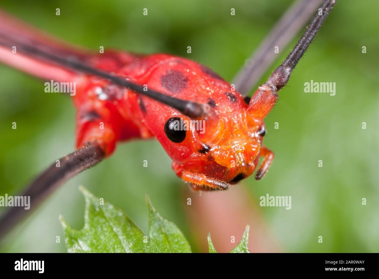 Peruvian Stick Insect (Oreophoetes peruana) Bright red male. This species feeds on ferns in Peru and Ecuador. Stock Photo