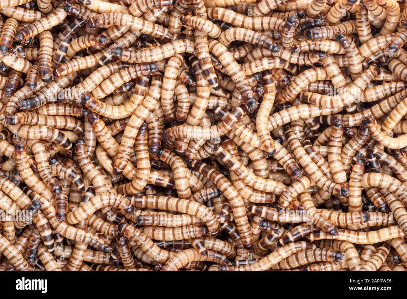 Large mass of SUPERWORMS (Zophobas morio) Used for reptile food. Stock Photo