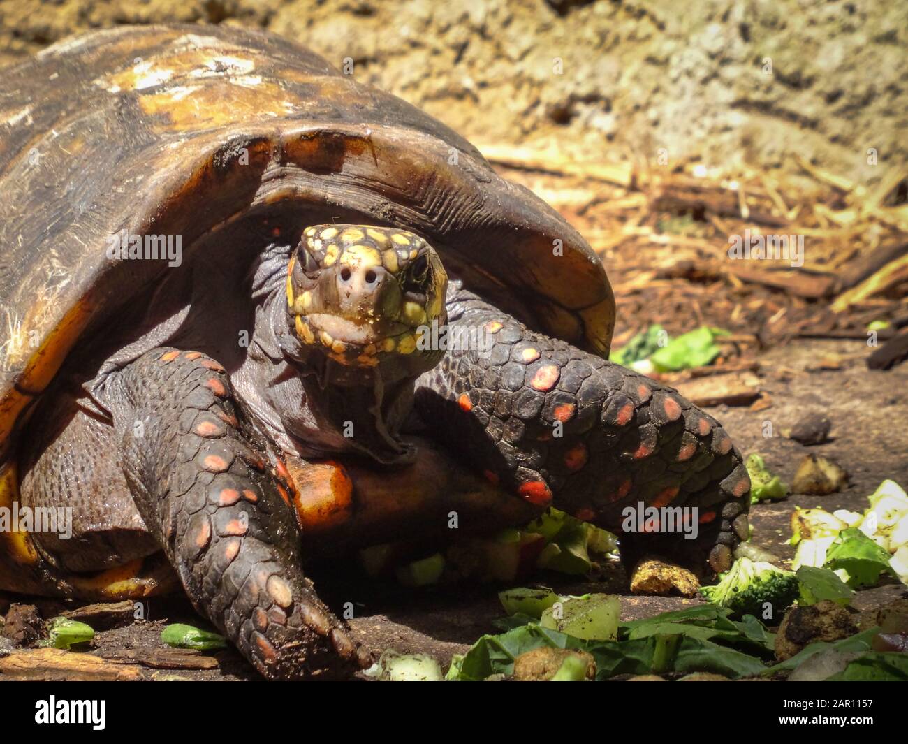Closeup of hungry tortoise with beautiful sheel and yellow scales looking directly at camera. Sunny daylight shot of majestic reptile animal. Stock Photo