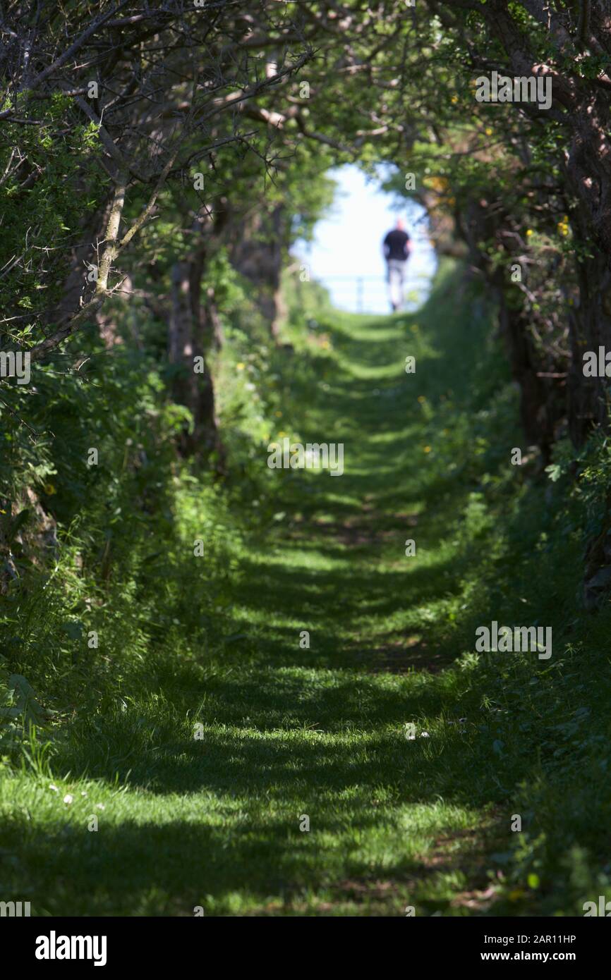 man walking at the end of a hedge tunnel towards the light Stock Photo