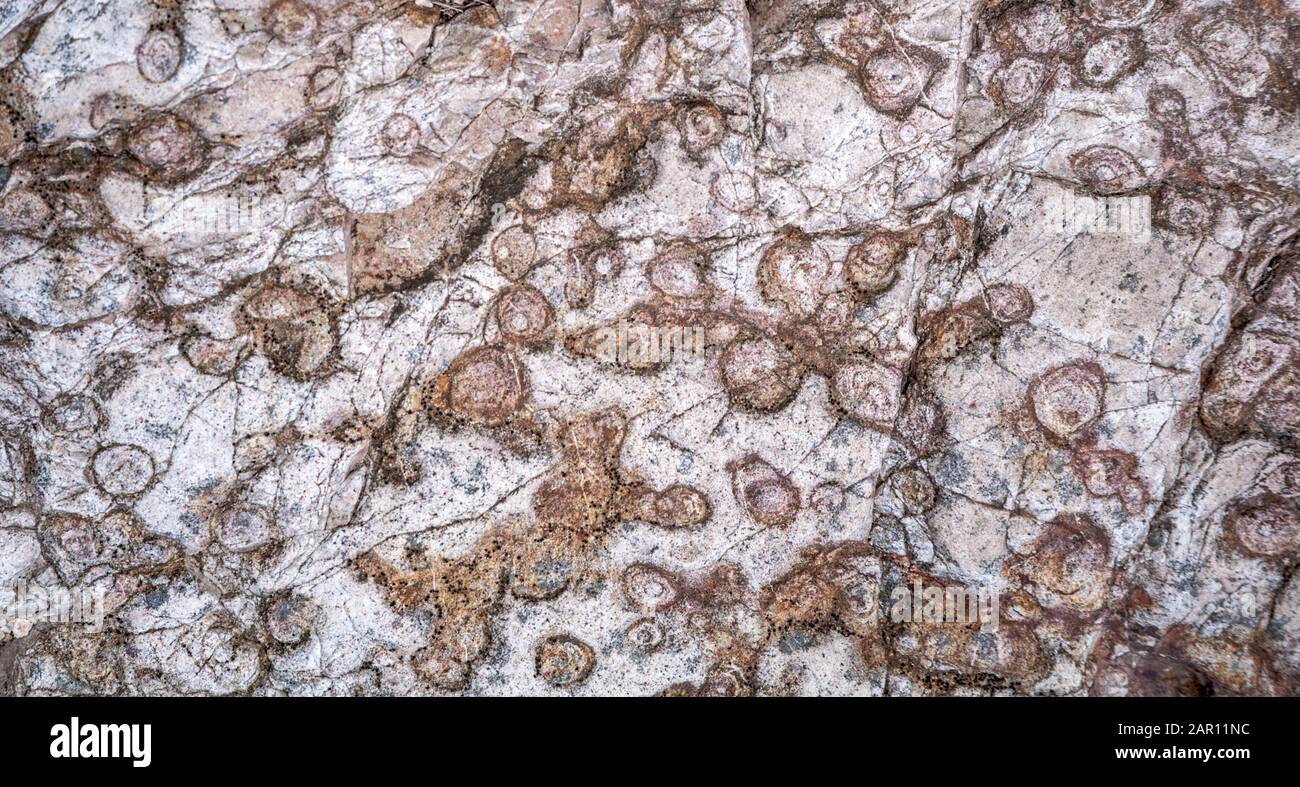 Cross sections of Fossilized worm burrows in whitesih Torridonian quartzite , Trumpet rock on the nature trail above Loch Maree , Beinn Eighe national Stock Photo