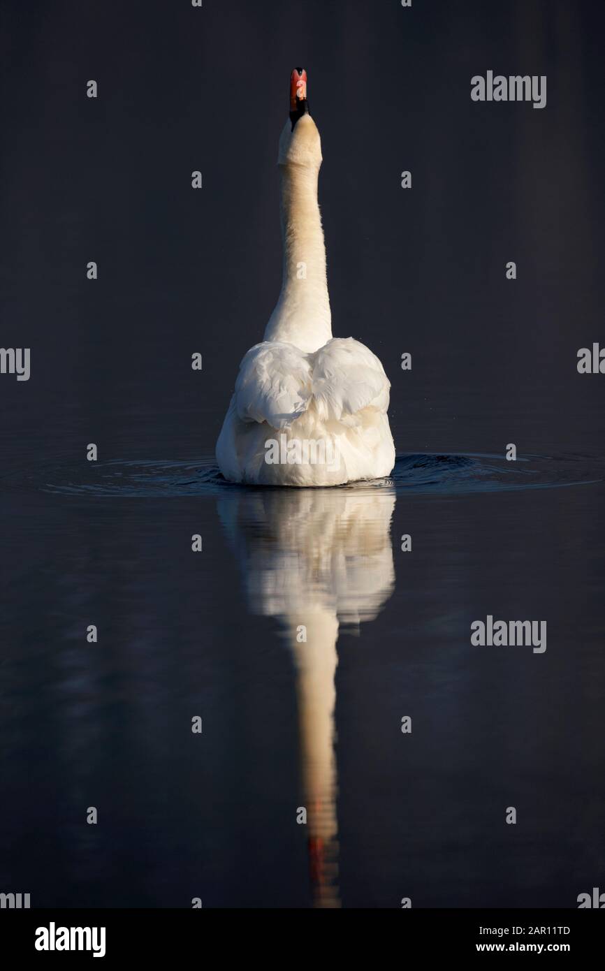 single swan on still lake with long neck extended upwards drinking water in early morning Stock Photo