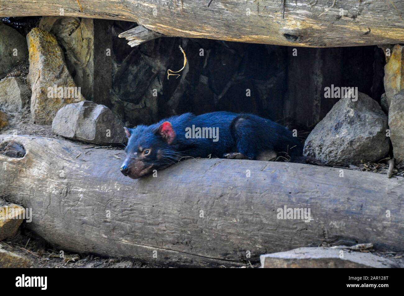 Tasmanian Devil in the Tasmanian Devil Conservation Park, Tasmanina