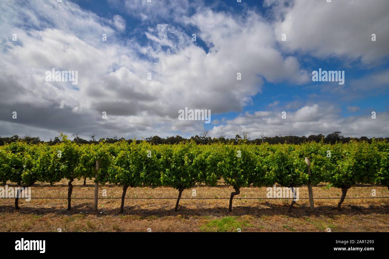 Vines on a sunny day in Margaret River, Western Australia Stock Photo