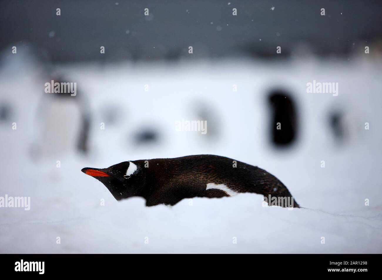 Gentoo penguin Pygoscelis papua lying in the snow Cuverville island Antarctica Stock Photo