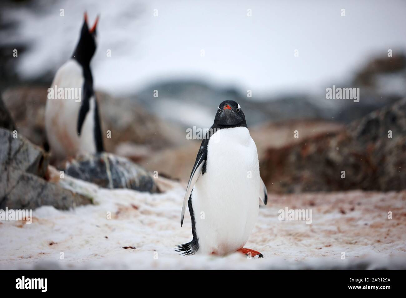 Gentoo penguin Pygoscelis papua Cuverville island Antarctica standing in dirty snow caused by penguin colony Stock Photo