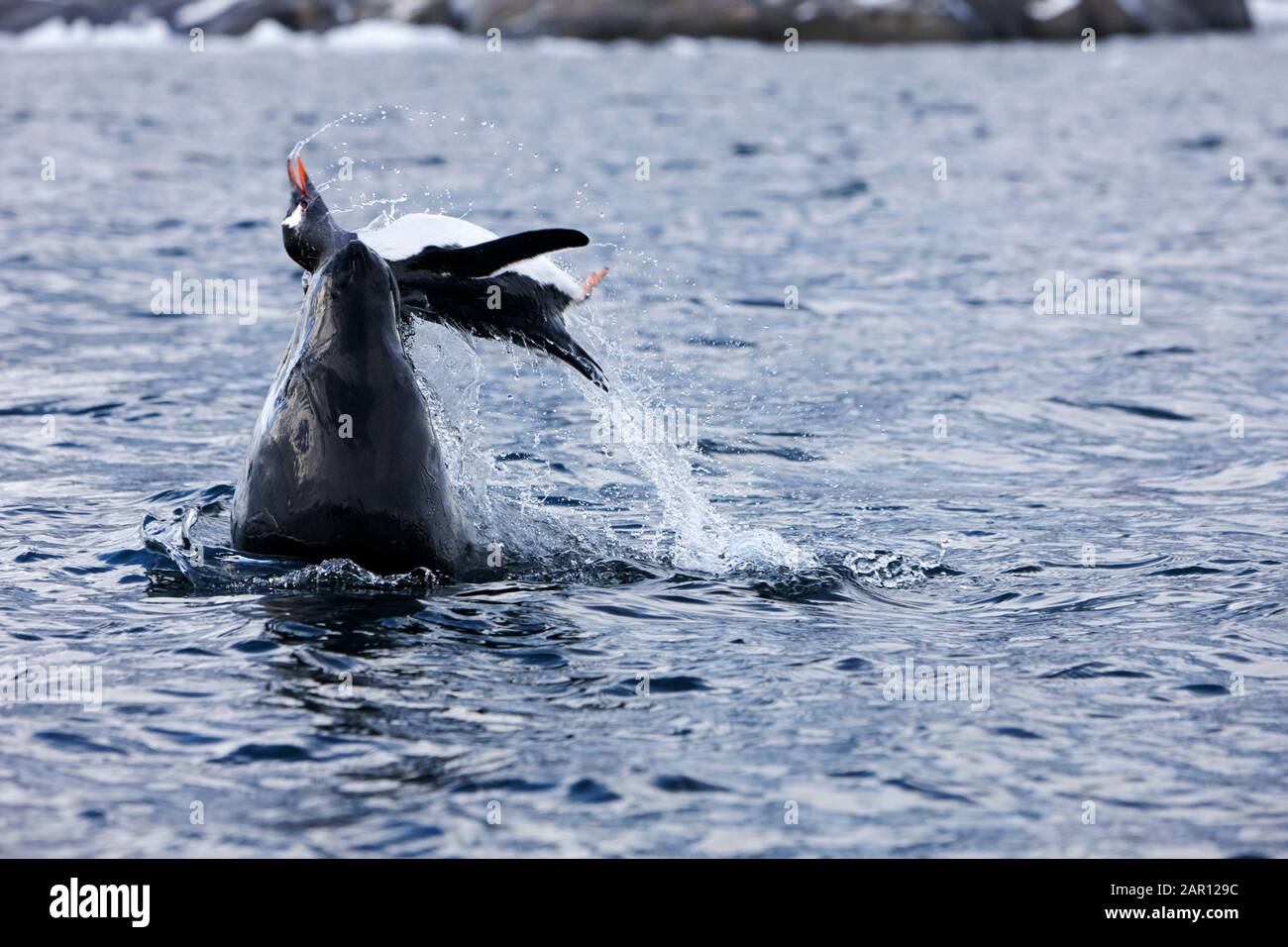 Leopard seal Hydrurga leptonyx attacking and killing a Gentoo penguin Pygoscelis papua Stock Photo