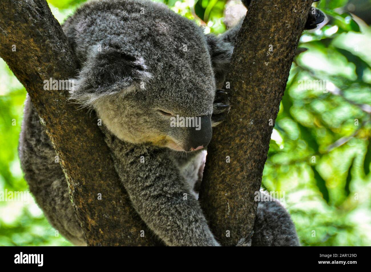 Sydney zoo hi-res stock photography and images - Alamy