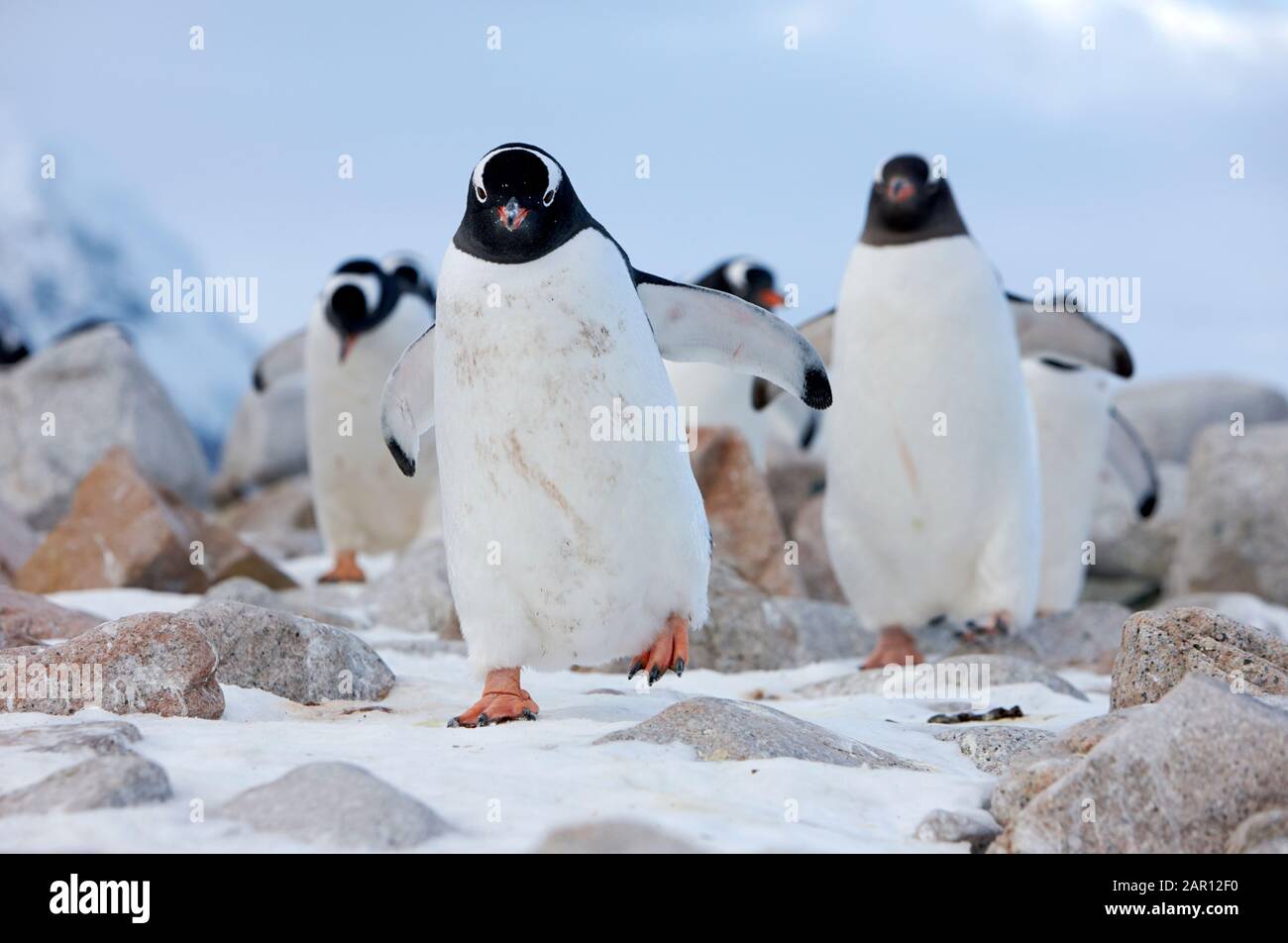 march line of Gentoo penguins Pygoscelis papua in Neko Harbour Antarctica walking penguins in groups are known as a waddle Stock Photo
