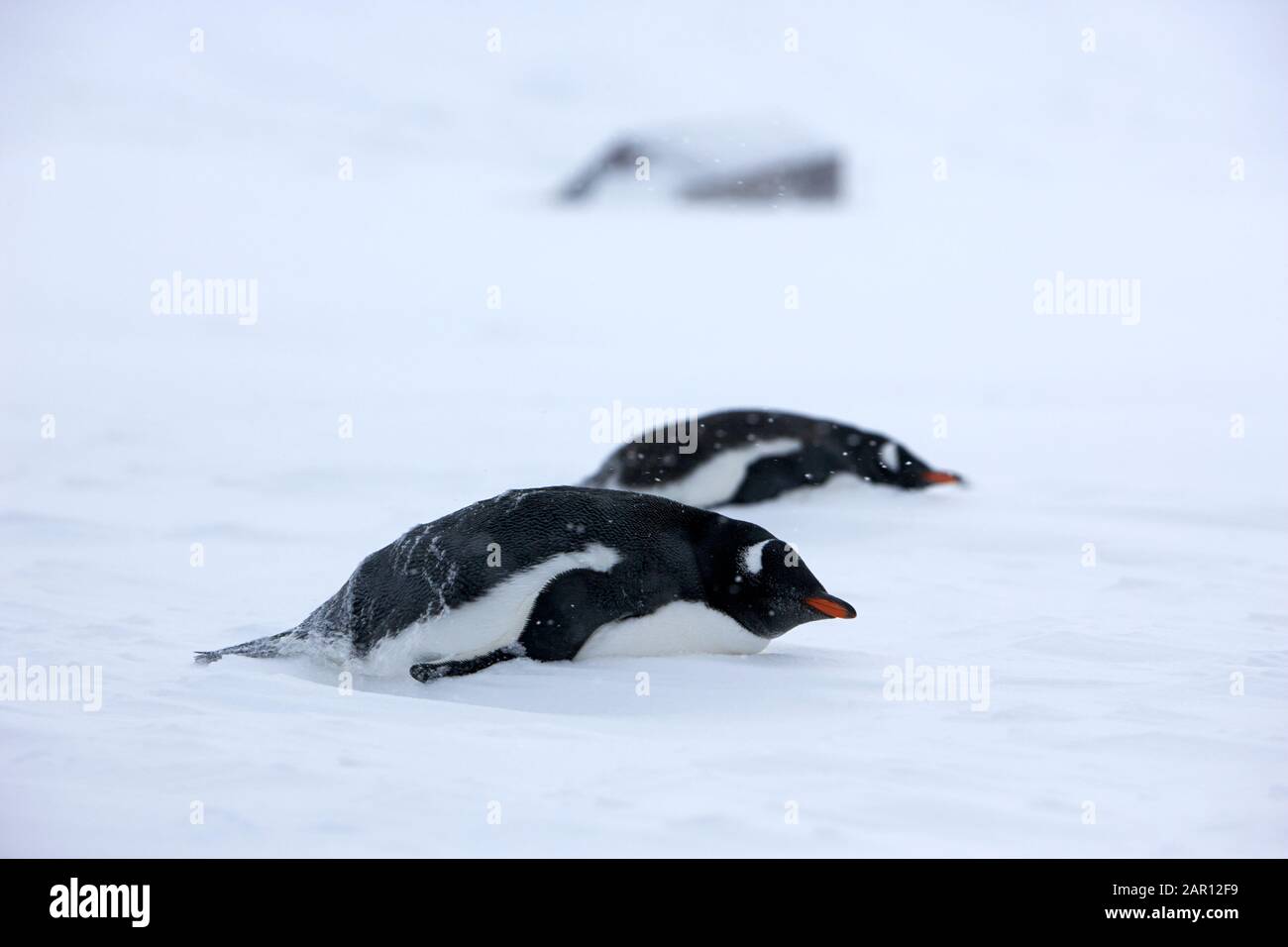 Gentoo penguins Pygoscelis papua lying down in a blizzard at Whaler's Bay Antarctica Stock Photo