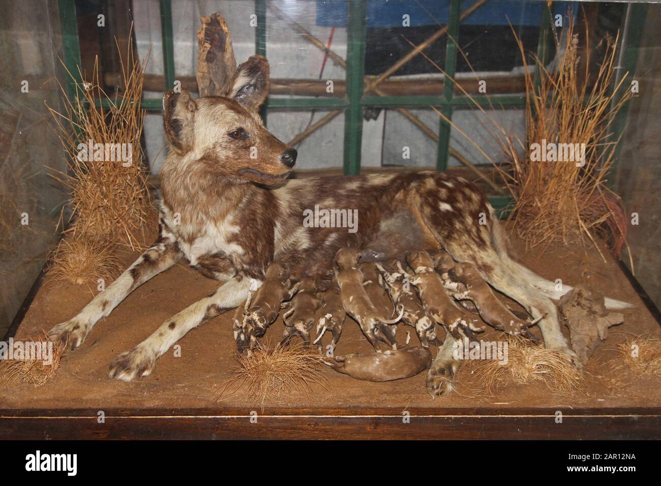 Stuffed animal, taxidermy of spotted hyena (Crocuta crocuta