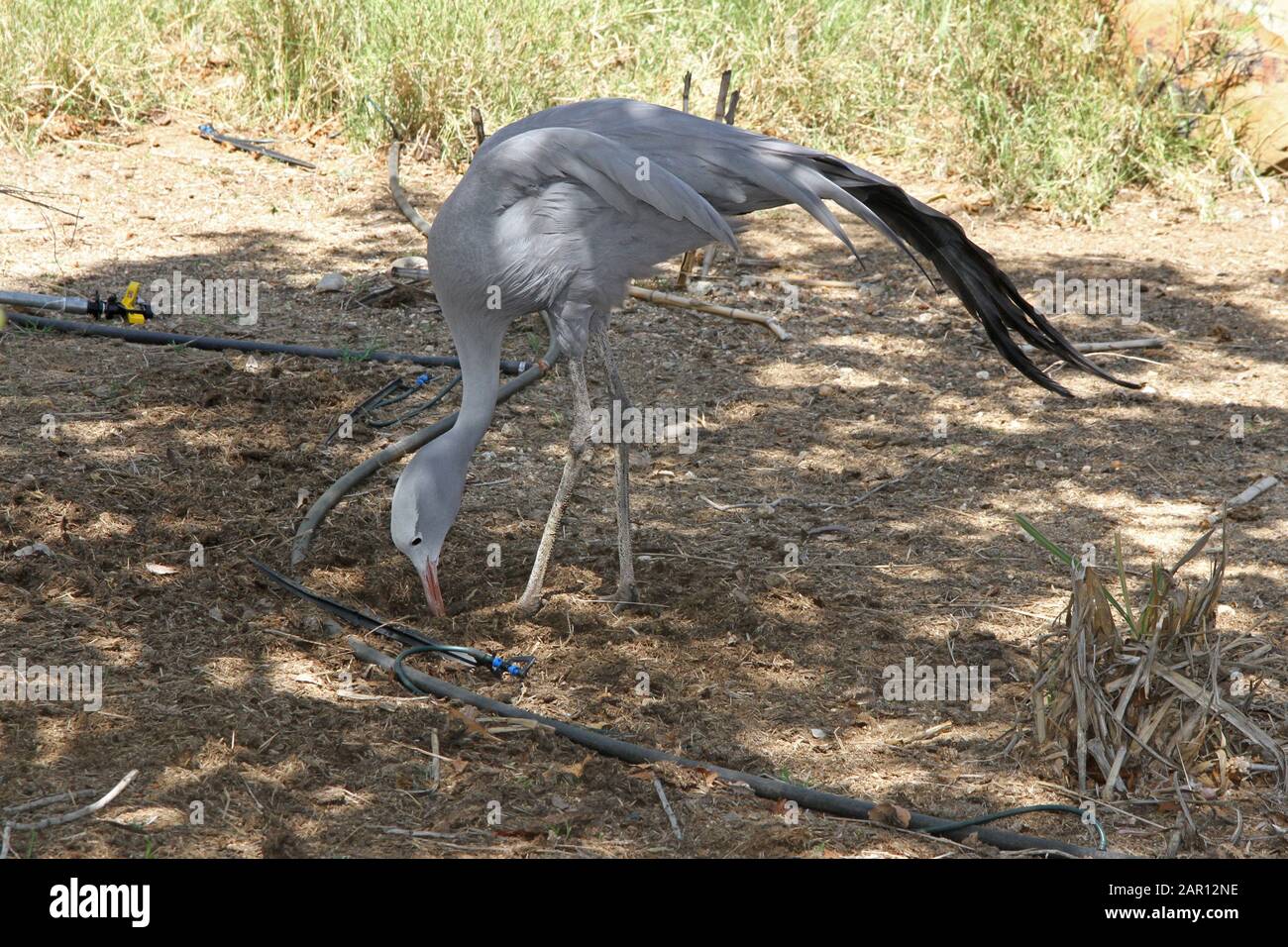 Blue crane, Hoedspruit Endangered Species Centre, Hazyview, Mpumalanga, South Africa. Stock Photo