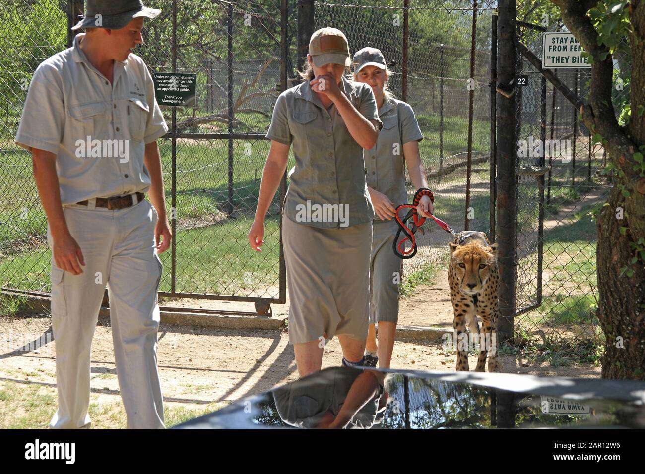 Game rangers in enclosure with cheetah on a leash, Hoedspruit Endangered Species Centre, Hazyview, Mpumalanga, South Africa. Stock Photo