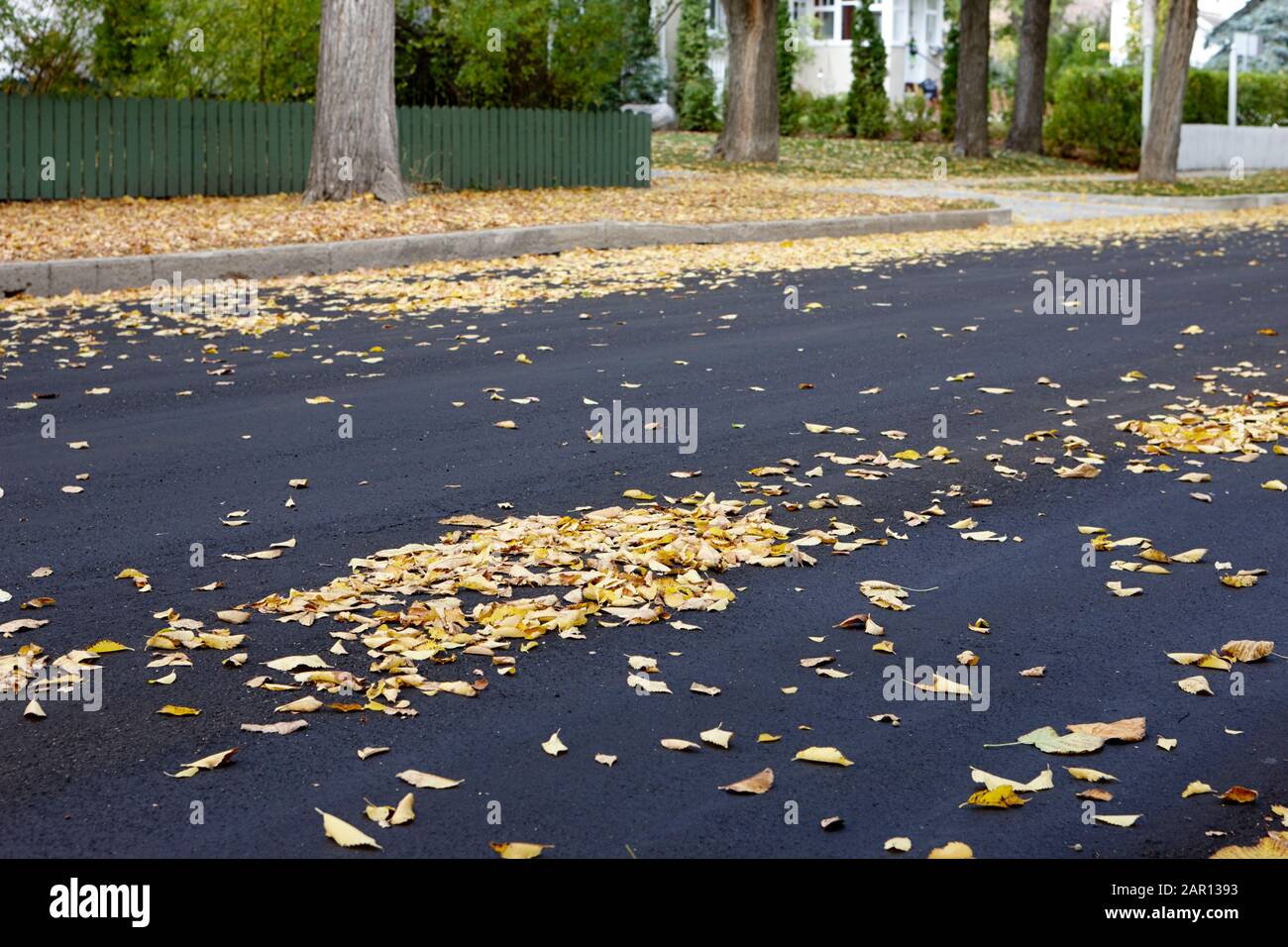 fallen fall leaves on suburban tarmac street road Stock Photo