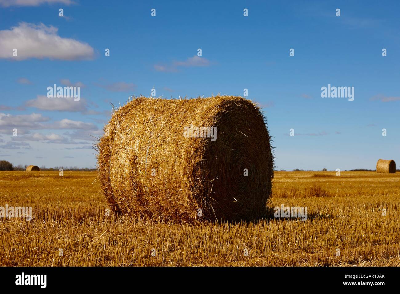 rolled hay bales in a field in saskatchewan Stock Photo