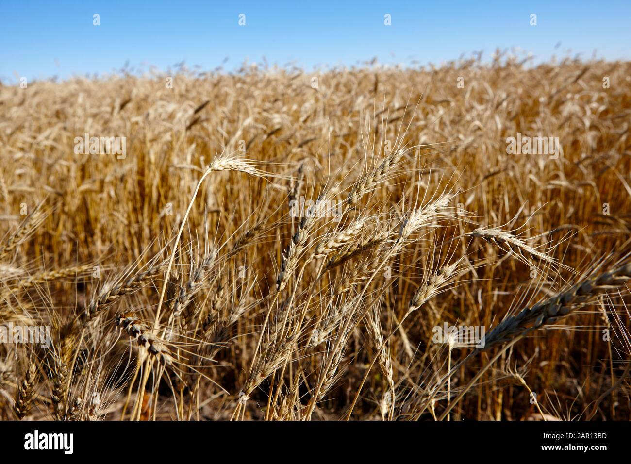 wheat crop in a field saskatchewan canada Stock Photo