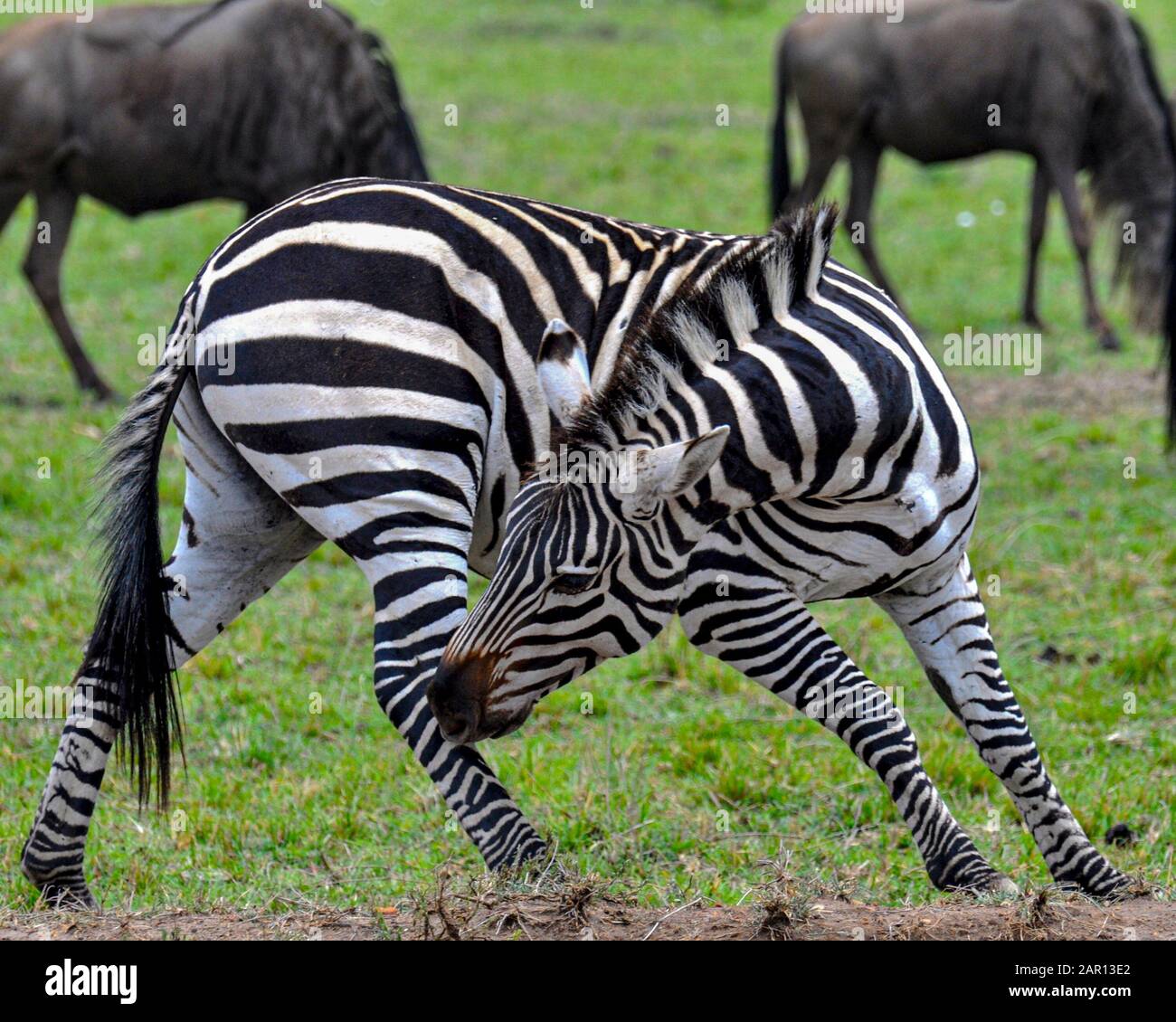 Zebras in the Masai Mara, Kenya Stock Photo - Alamy