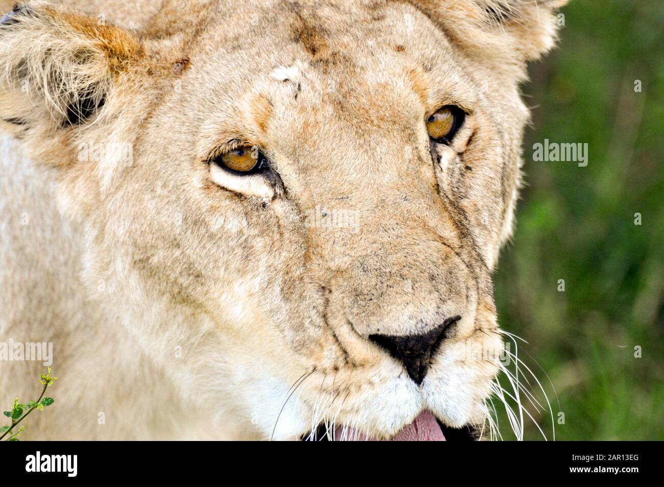 Close up op a lioness in Masai Mara Stock Photo