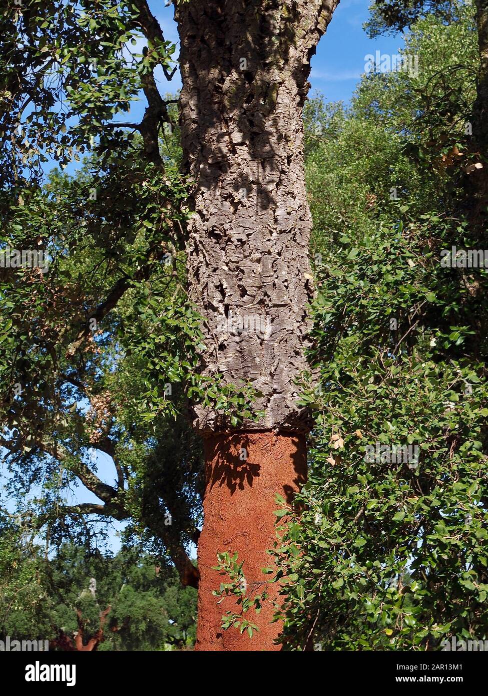 Beautiful cork oak tree in a forest of cork oaks in the Alentejo region