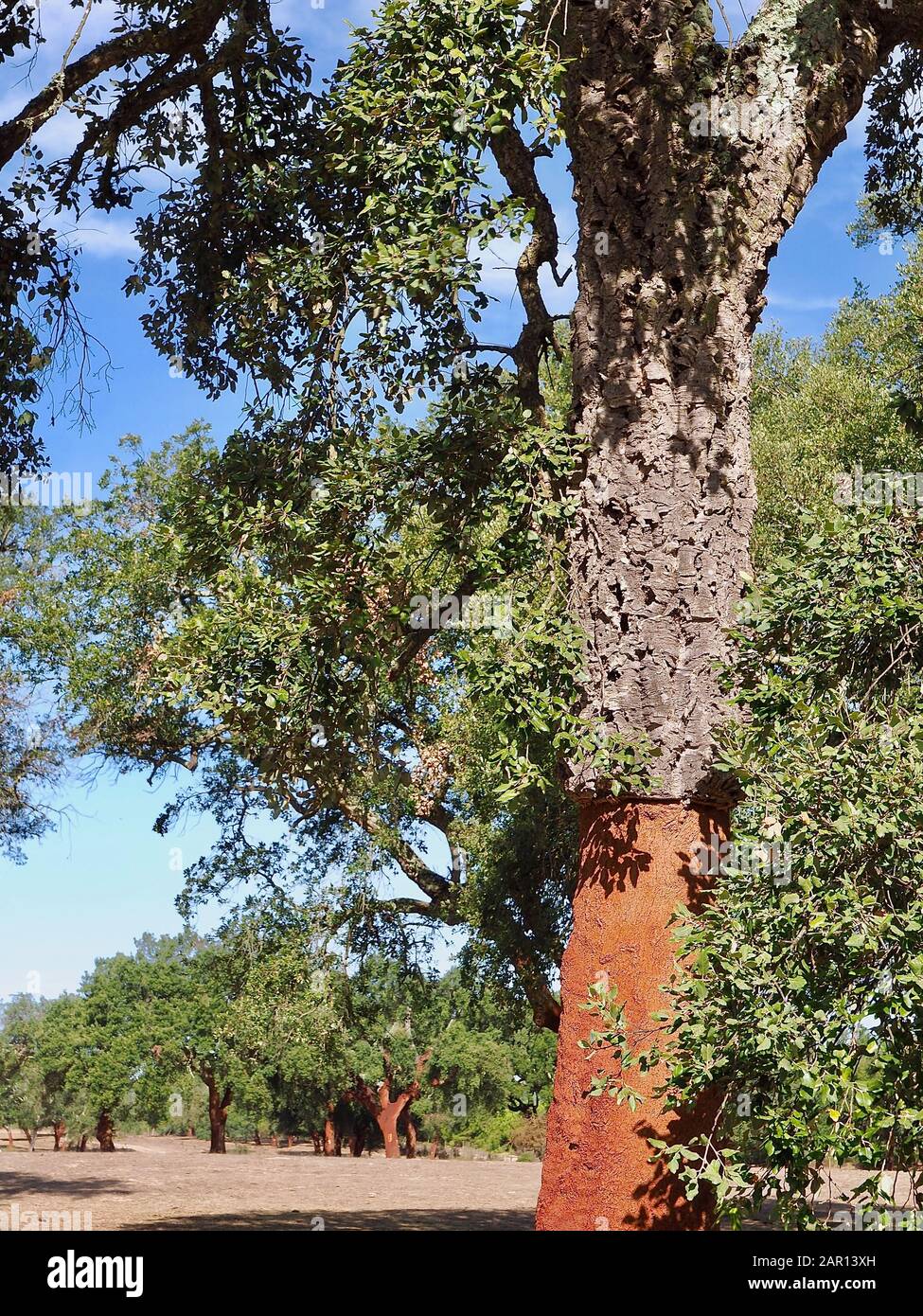Beautiful cork oak tree in a forest of cork oaks in the Alentejo region