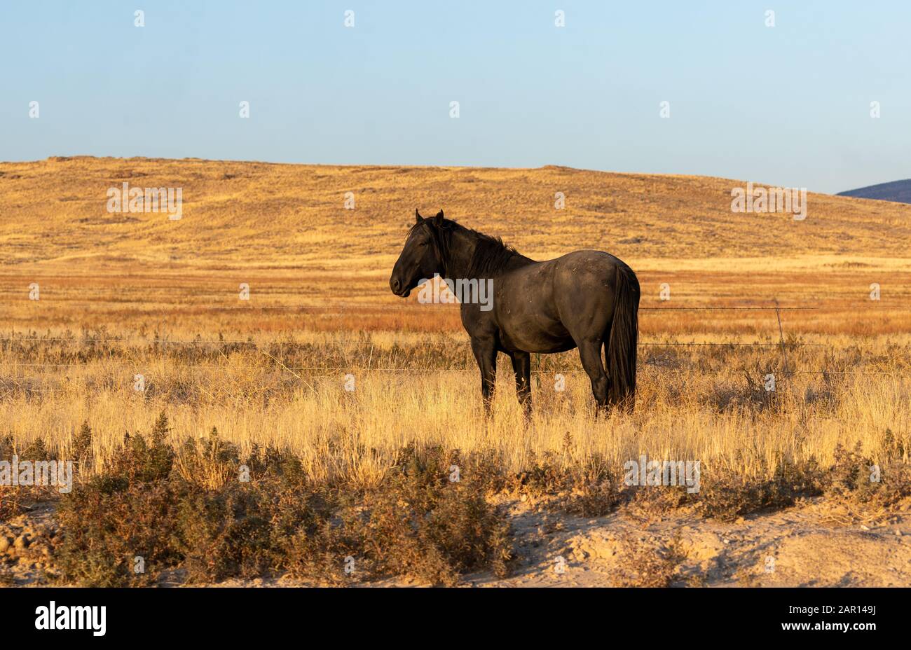 Wild Horses in the Utah Desert in Fall Stock Photo Alamy
