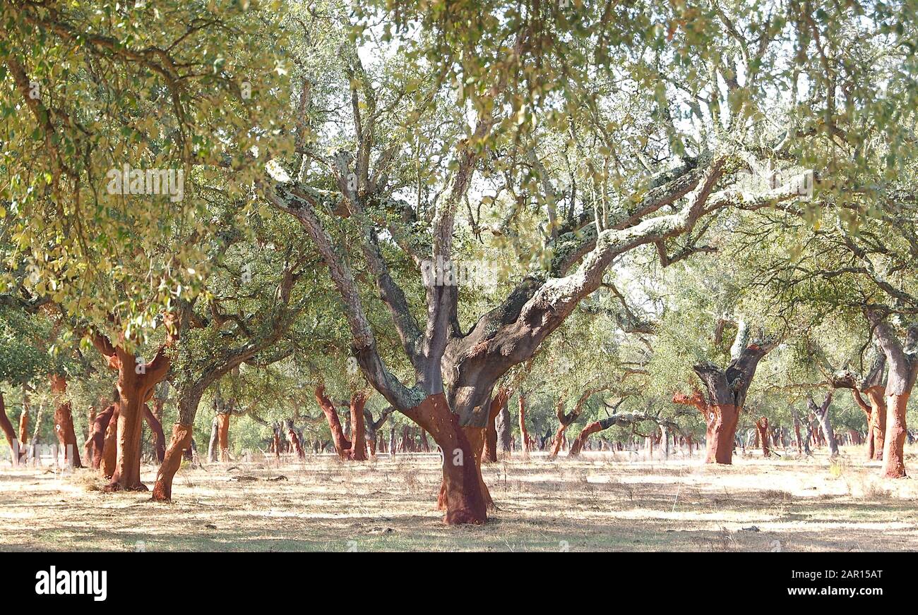 Beautiful cork oak tree in a forest of cork oaks in the Alentejo region
