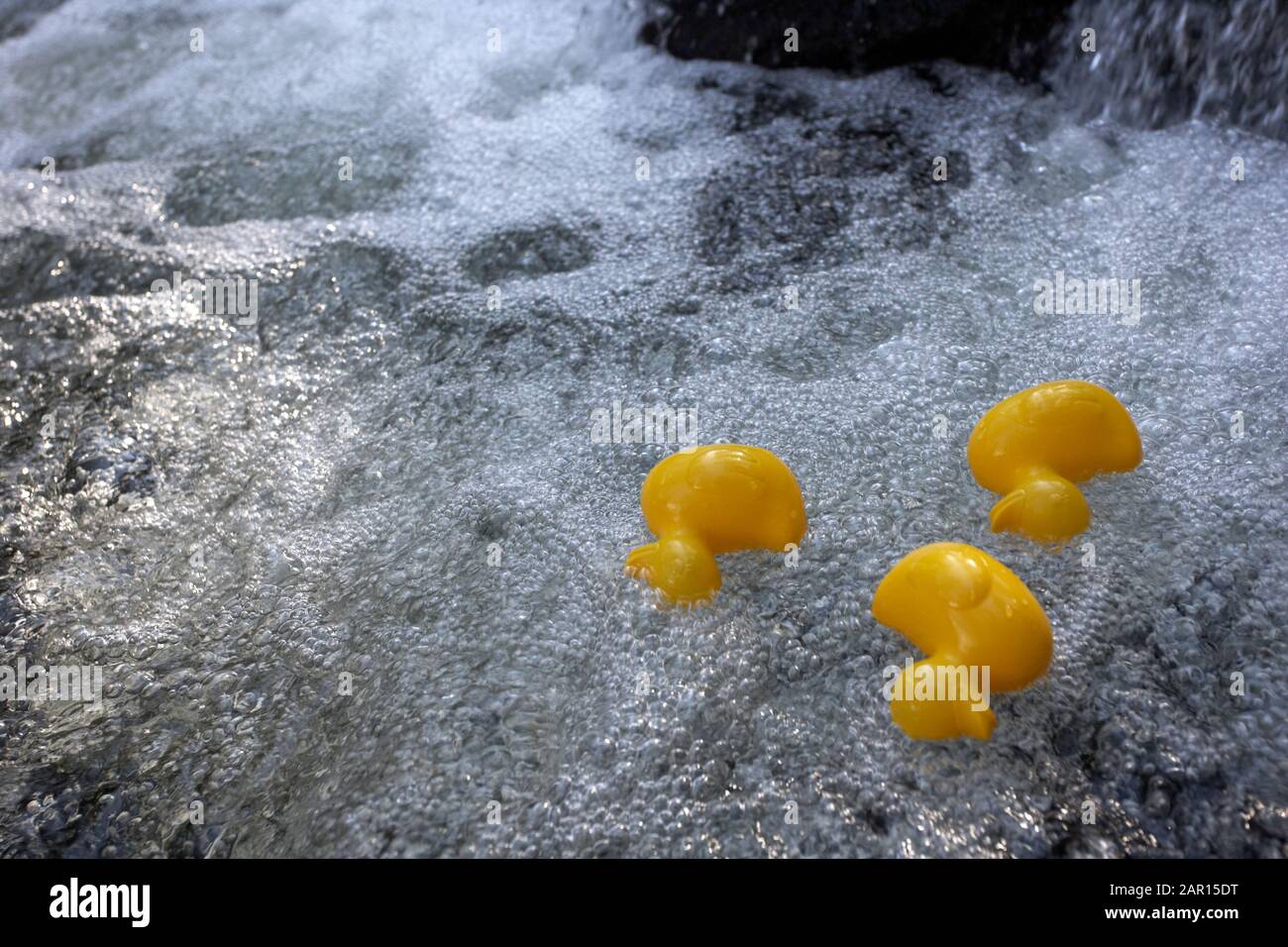 three yellow plastic ducks floating downstream overturned in a river in fast flowing clean water Stock Photo