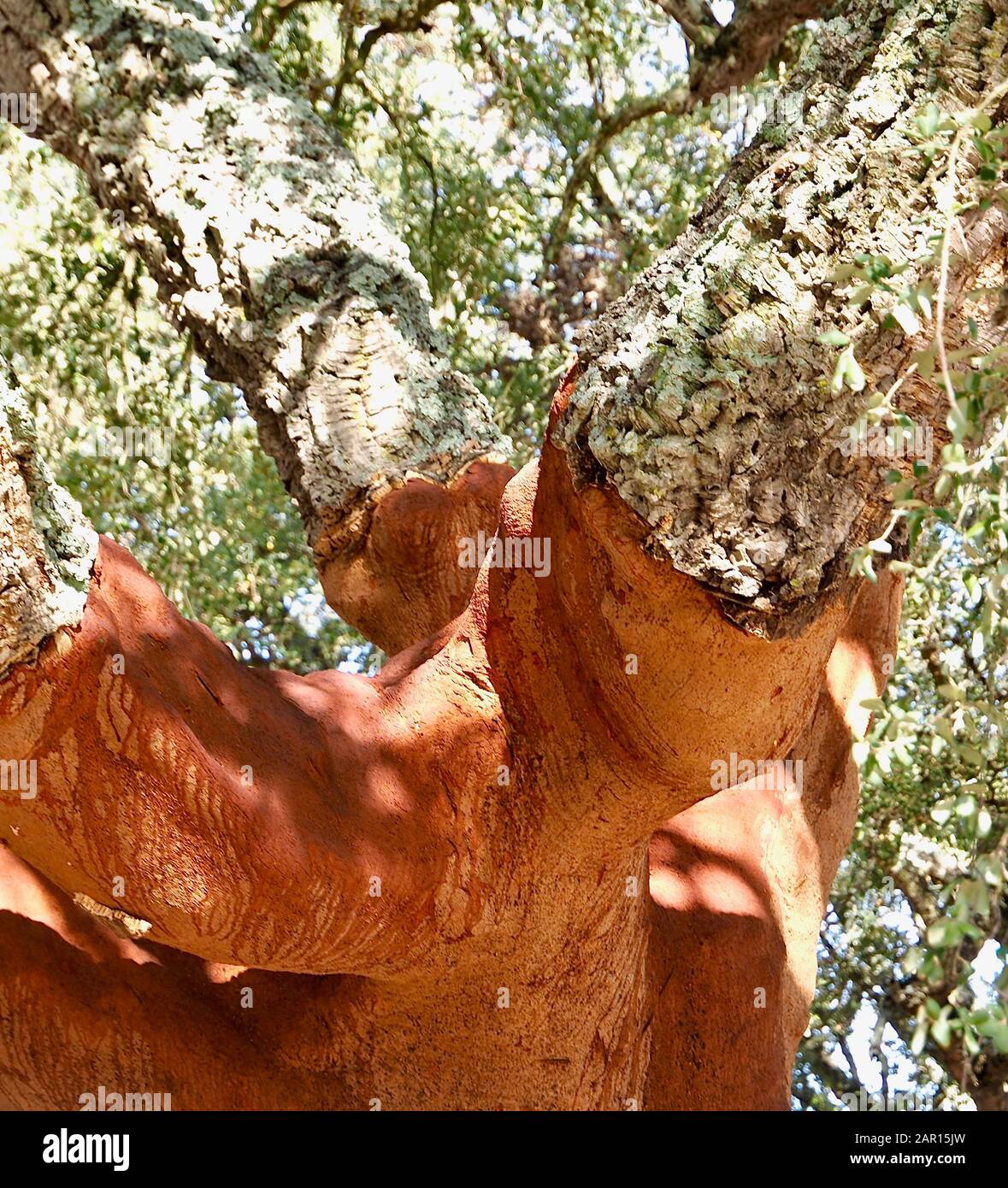 Beautiful cork oak tree in a forest of cork oaks in the Alentejo region