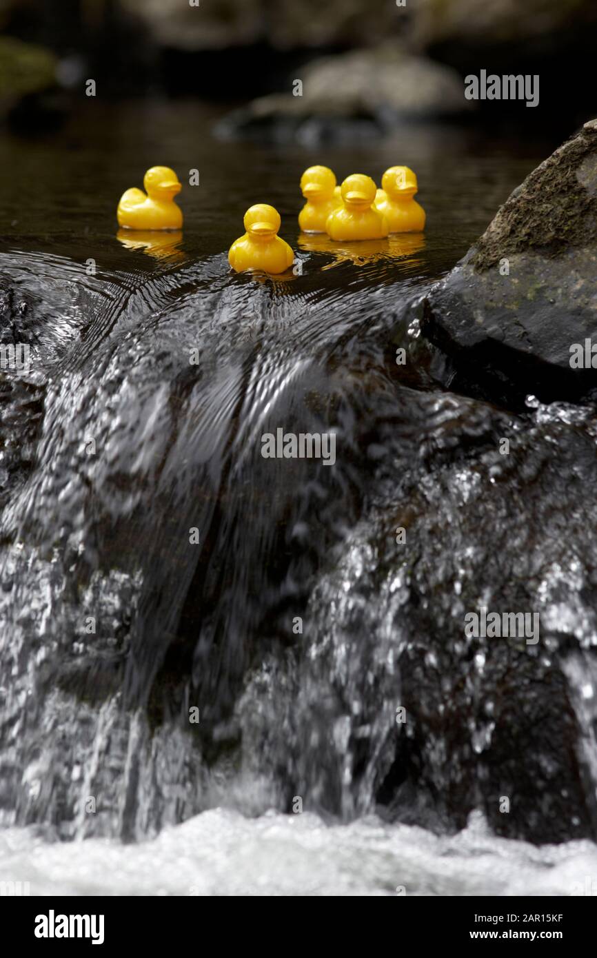 group of yellow plastic ducks floating downstream in a river about to go over a waterfall Stock Photo