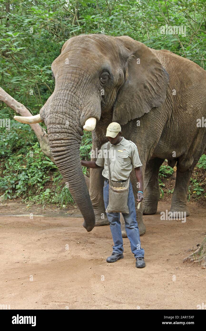 Elephant handler lecturing in Elephant Sanctuary, Hazyview, Mpumalanga
