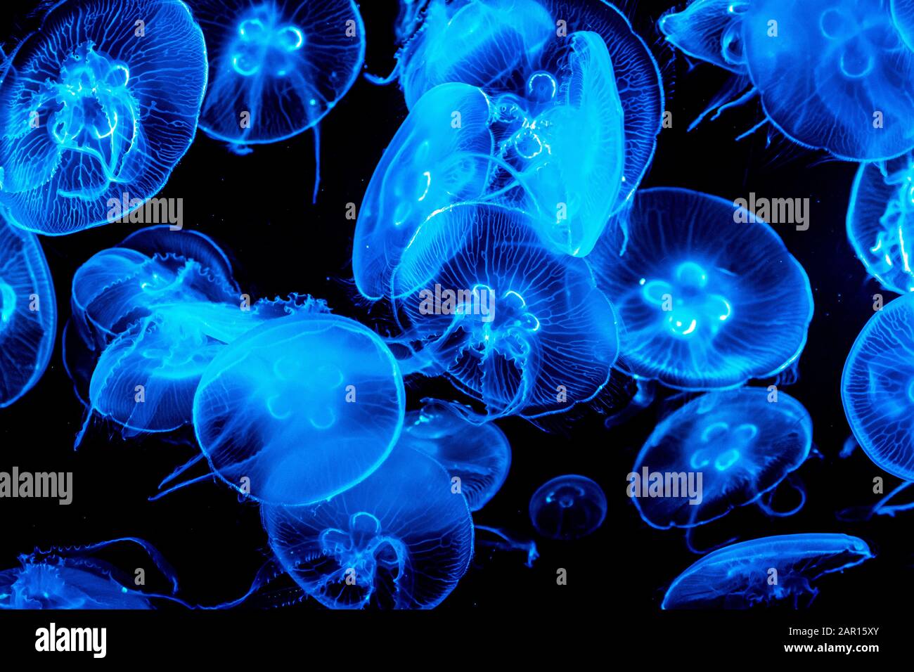 Colorful, iluminated Jellyfish underwater on dark background. Jellyfish  moving in water. - image Stock Photo - Alamy
