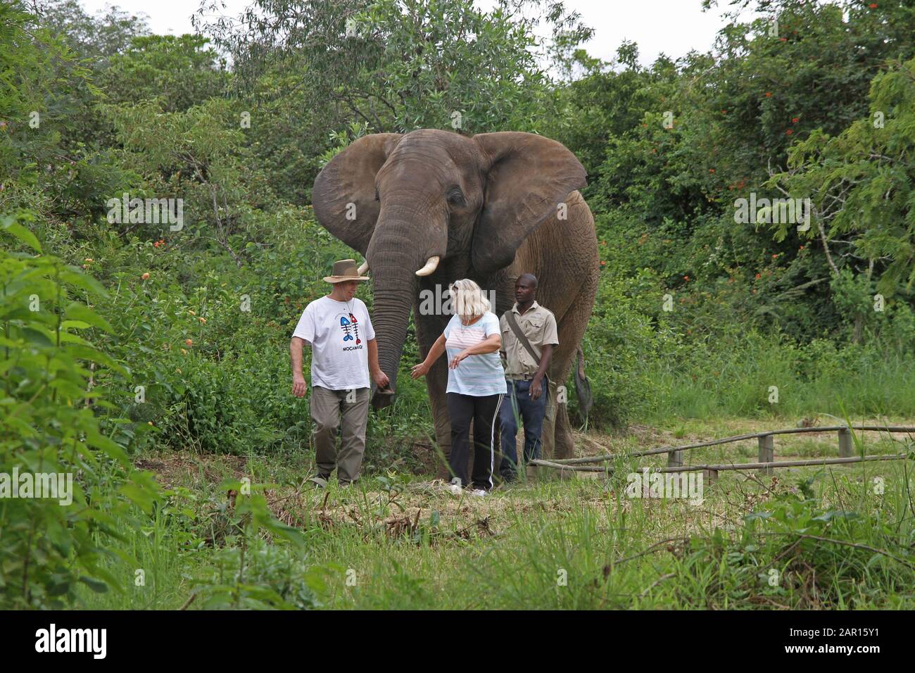 Tourists and elephant handler with elephant, Elephant Sanctuary