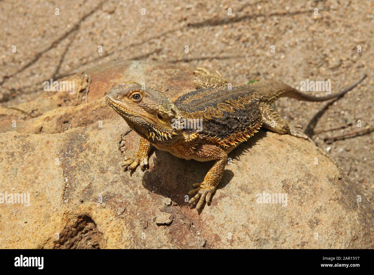 Girdled lizard on rock at Perry's Bridge Reptile Park, Mpumalanga ...