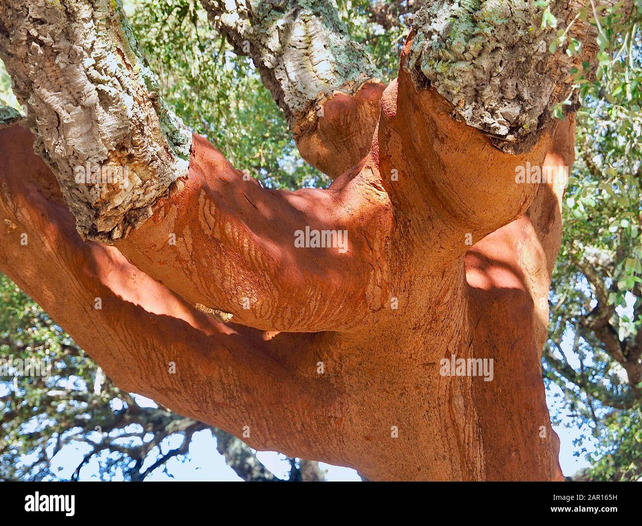 Beautiful cork oak tree in a forest of cork oaks in the Alentejo region