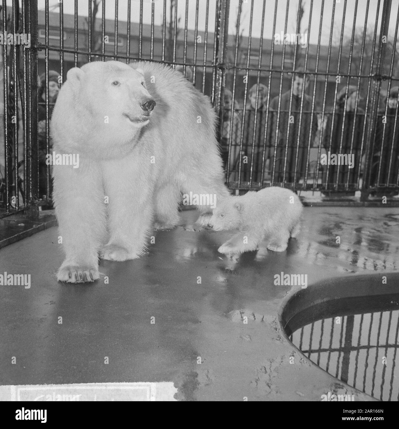 On December 9th born bear in Artis for the first time outside, young