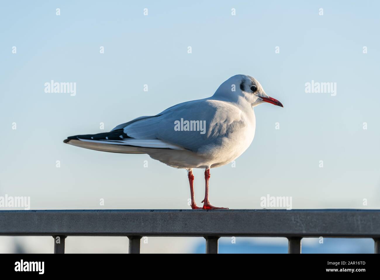 A single wild seagull sits on a railing Stock Photo