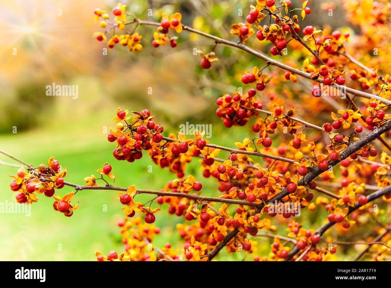 Red berry bush with a orange leaves with a soft background Stock Photo