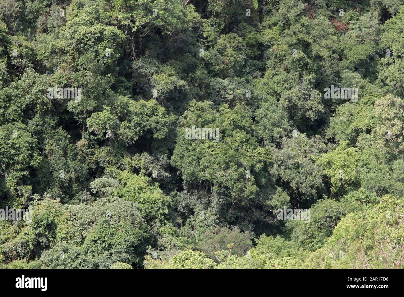 Aerial view of forest near Mac Mac Falls, Graskop, Mpumalanga, South Africa. Stock Photo